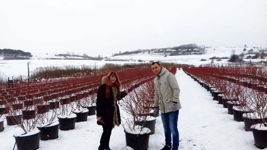 Sibirska borovnica uspeva i u Vranju