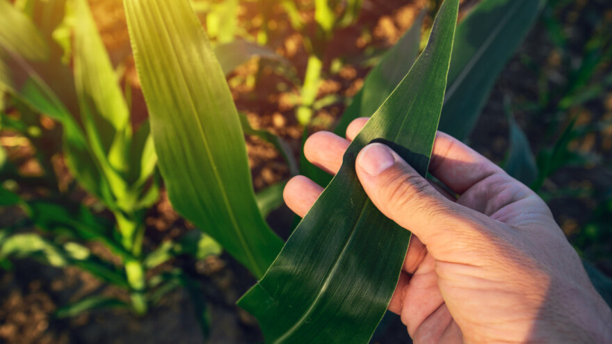 Dimitrije Marković otkrio da kukuruz kojeg se dodiruje - šalje signale drugim biljkama koje tako postaju otpornije