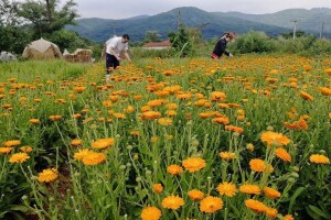 Neven kao fungicid i insekticid - liječi i čisti zemljište