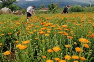 Neven kao fungicid i insekticid - doslovno leči i čisti zemljište