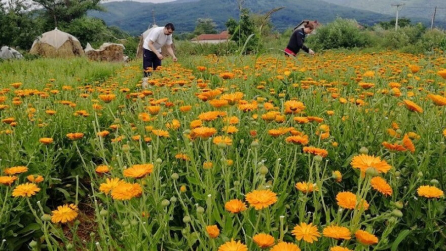 Neven kao fungicid i insekticid - doslovno leči i čisti zemljište