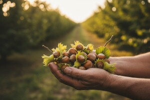 Sigurna orašasta alternativa - lješnjak