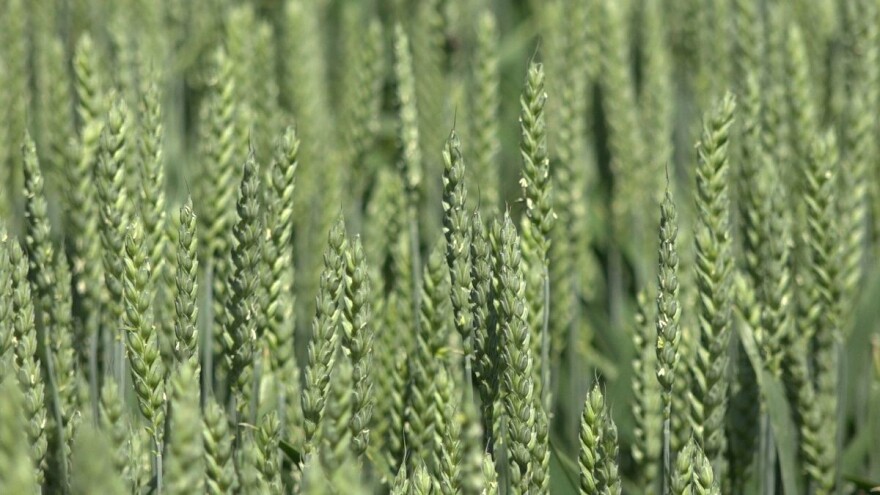 Snažan pad cene pšenice, ponuda za rod 2021. godine - 20 dinara