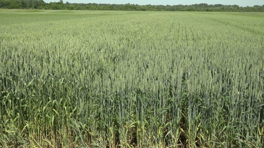 Žetva pšenice zbog hladnog vremena tek od 10. jula?