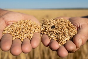 Sijanje tavanuše nije dobar izbor