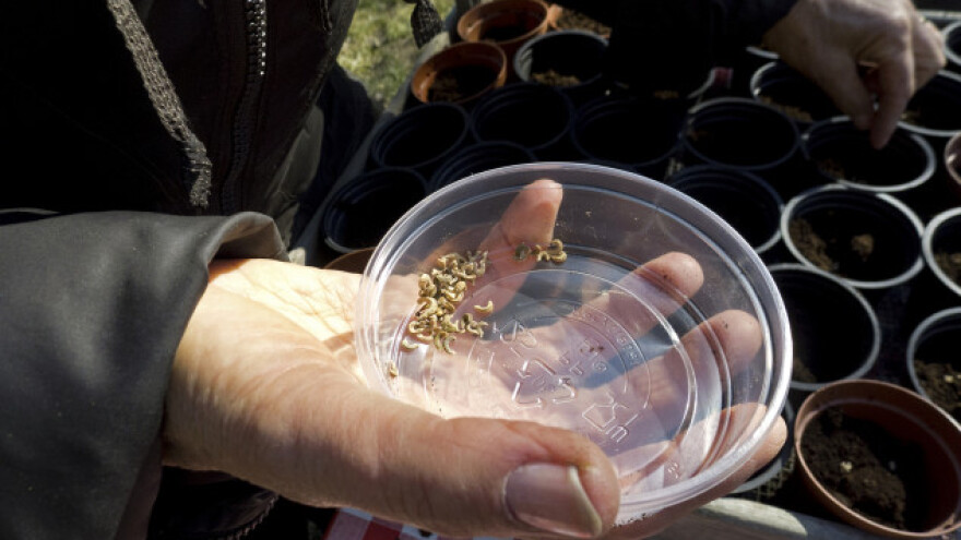 Proizvodnja rasada za uspešnu sezonu