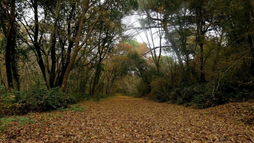 Šumsko zemljište u Hrvatskoj: Rast proizvodnje drva, ali i šteta - požari i nevrijeme uzeli danak