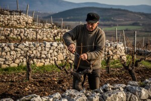 Siječanjski radovi dalmatinskh težaka