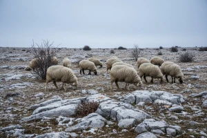 Sijena ponestalo, a zima još nije otišla