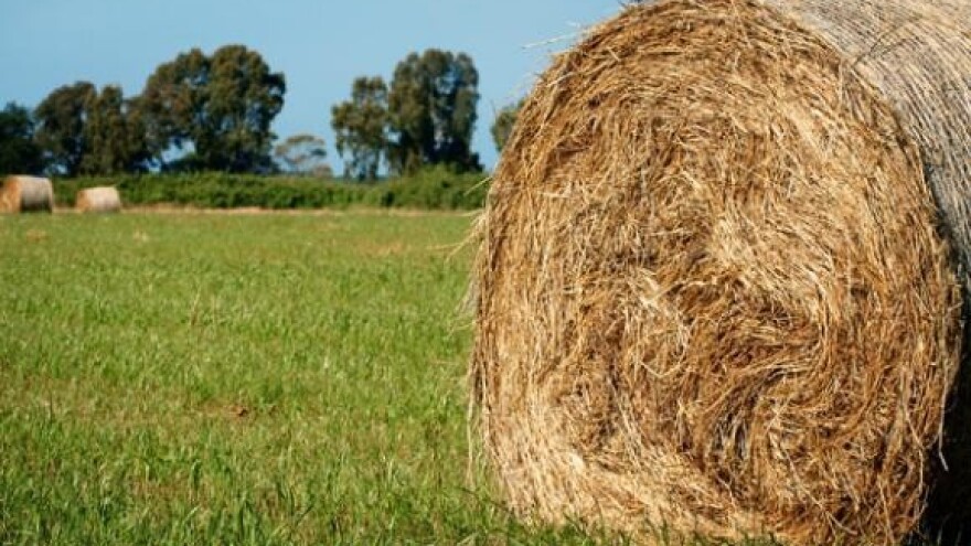 Na čelu seljačkog saveza treba biti pravi seljak