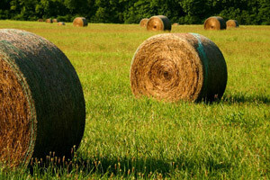 Počinje sajam "Interagro 2011"