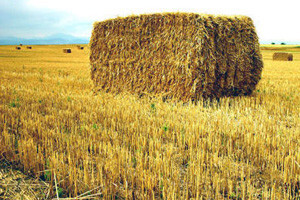 Kockasto baliranje