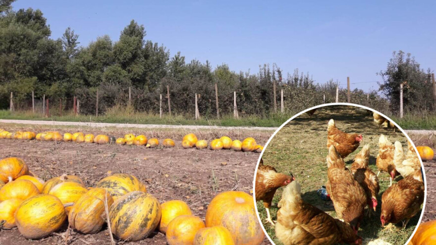 Počelo je s tikvom, poznati su po brašnu i bučinu ulju, a sad OPG Siladi ima i eko jaja