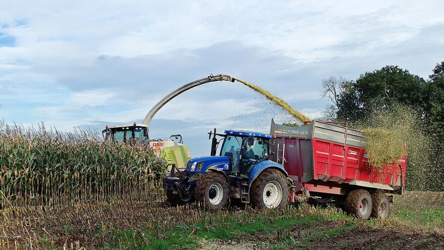 Kako najbolje obaviti silažu cele biljke kukuruza?