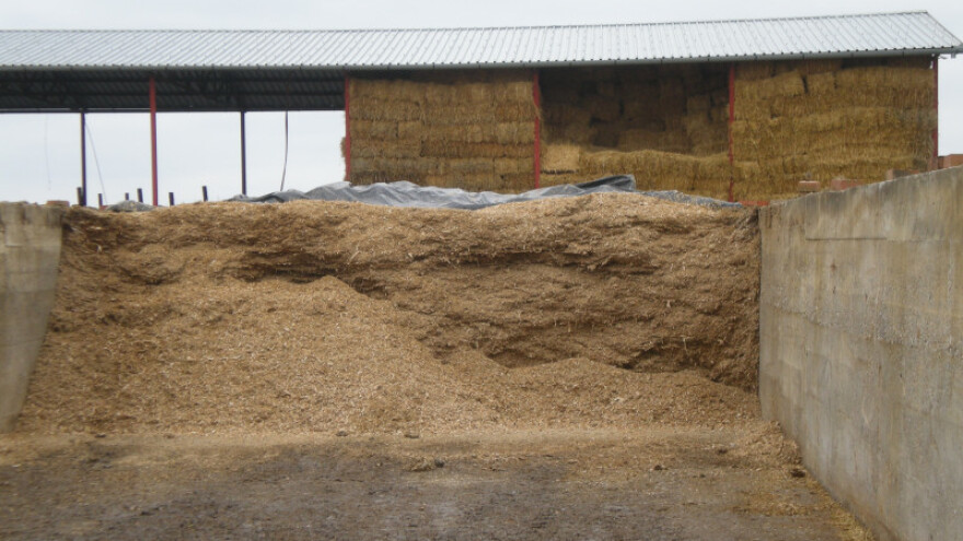 Raž - jeftina i korisna stočna hrana