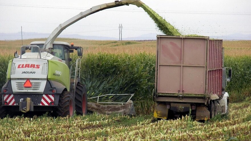 Početak siliranja - kada je optimalan momenat
