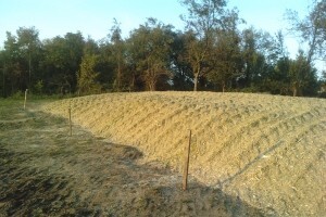 Syngentin silažni pokus - više od očekivanja!