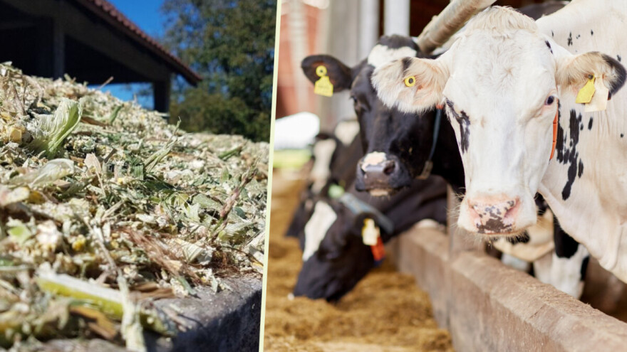 Litar više ili manje mleka zavisi od parametara silaže - kojih?