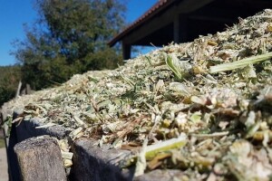 Šta je važno u pravljenju kvalitetne silaže?