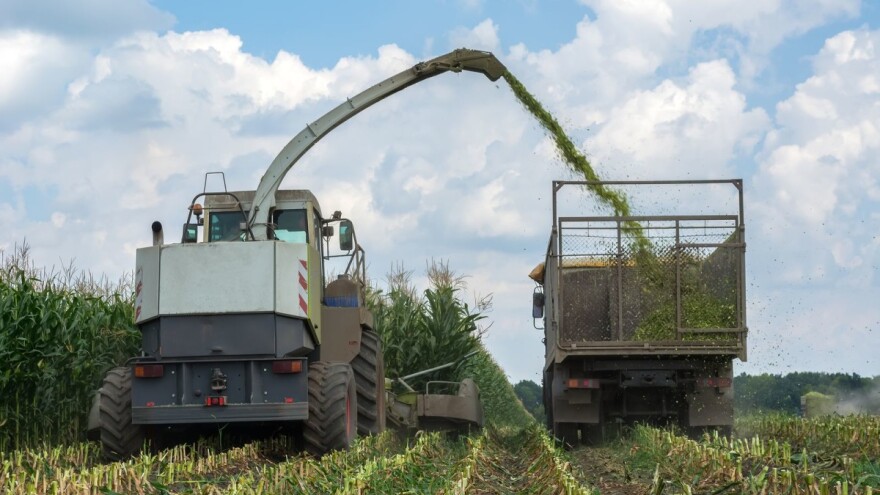 Kako najbolje obaviti silažu cijele biljke kukuruza?