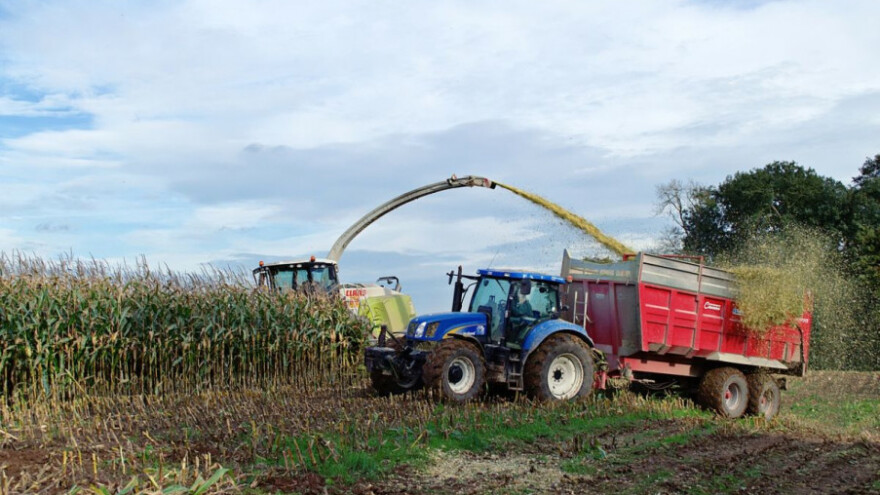 Važno je provjeriti prisustvo aflatoksina u silaži