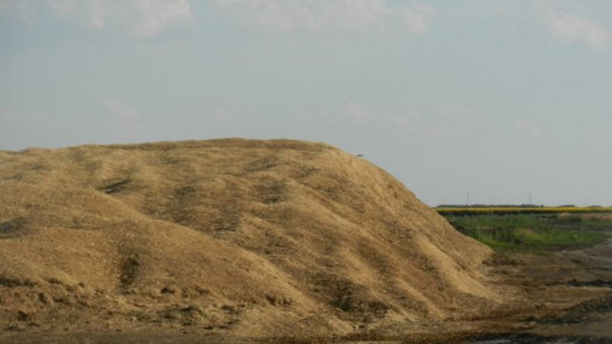 Energetska raž isplativija od pšenice