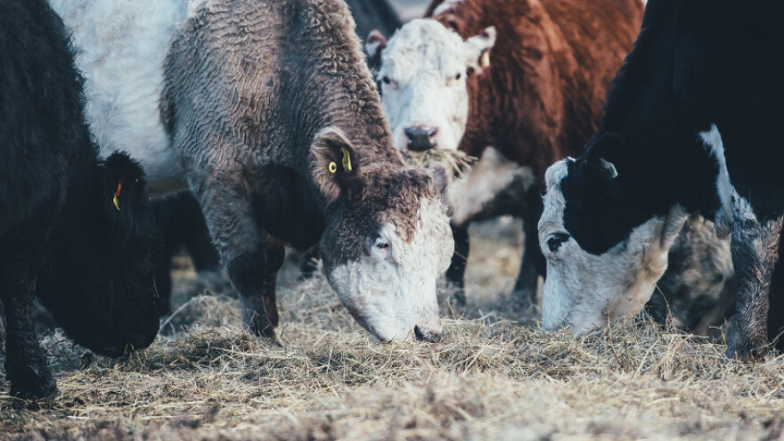 Djetelina i grašak kao alternativa kukuruznoj silaži