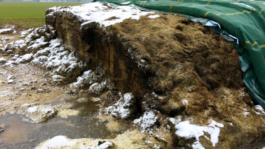 Izbjegavajte smrznutu silažu u obroku krava