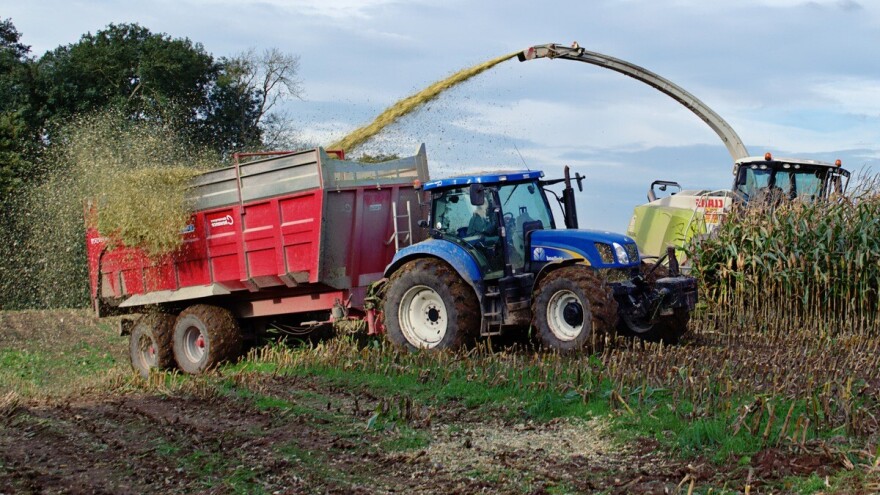 Siliranje kukuruza - kad je najbolji trenutak za početak