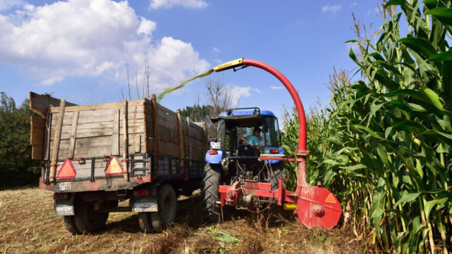 Silaža kukuruza kao spas od sušnog perioda?