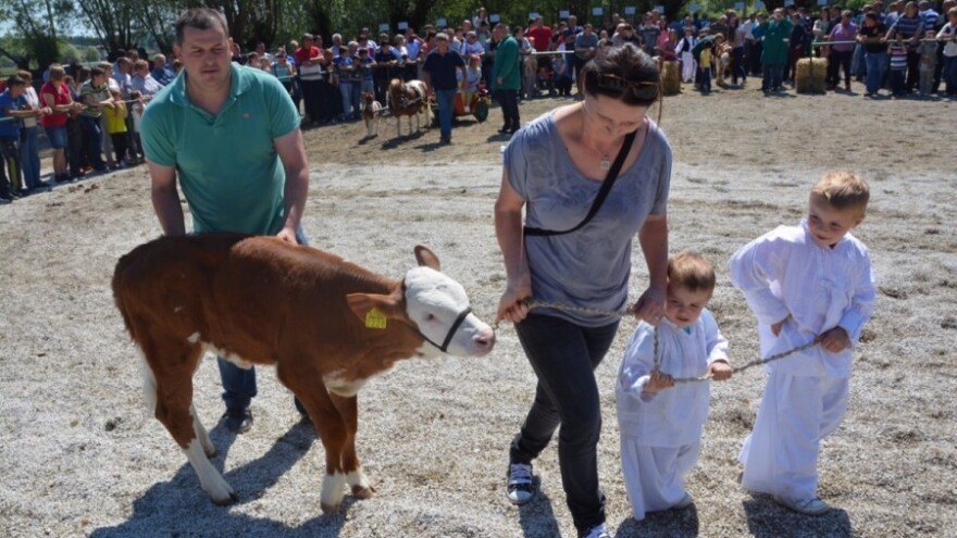 Petir: Interventna cijena otkupu mlijeka!