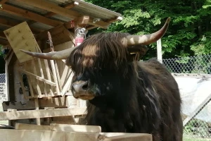Nezahtjevne "žive kosilice", škotska visinska goveda na imanju učiteljice Silvije Mekota