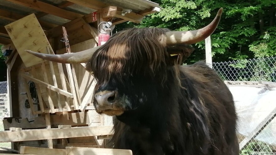 Nezahtjevne "žive kosilice", škotska visinska goveda na imanju učiteljice Silvije Mekota
