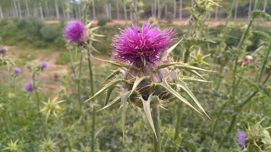 Sikavica: Protivotrov za otrovne pečurke i lek za jetru?