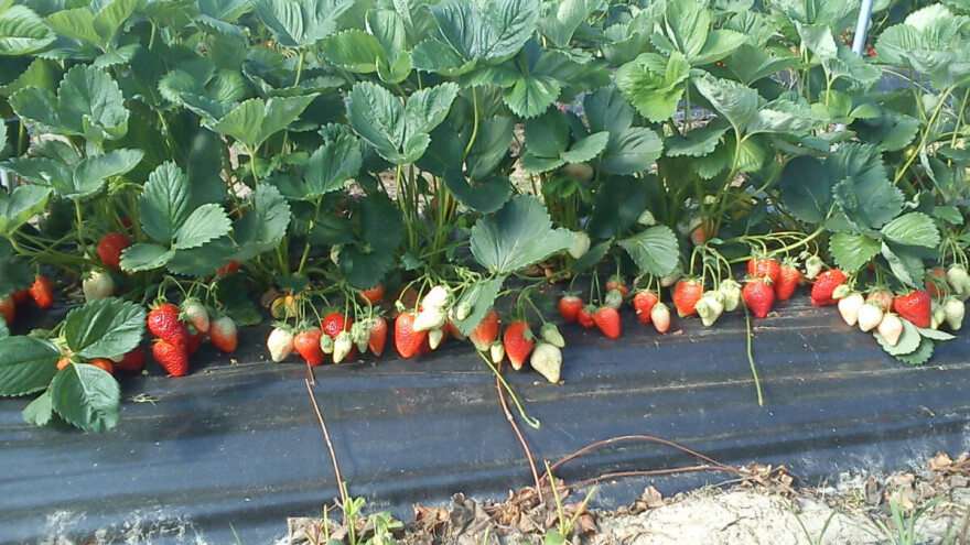 Slab otkup jagoda u Begaljici, a rod nikad bolji