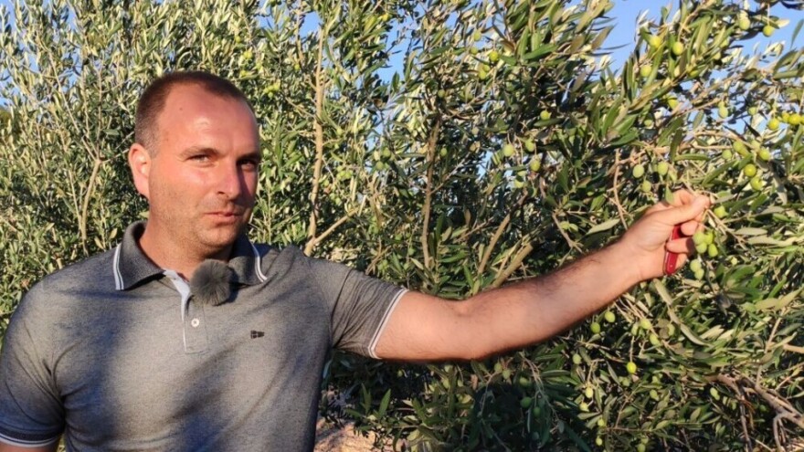 Kako uprkos žegi i suši, bez zalijevanja sačuvati urod maslina?