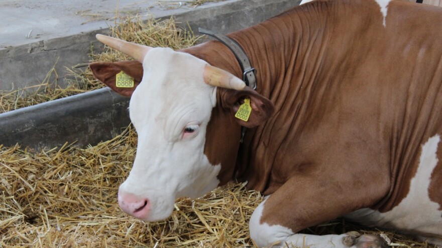 Zašto su mladi nasušna potreba mlečnog govedarstva?