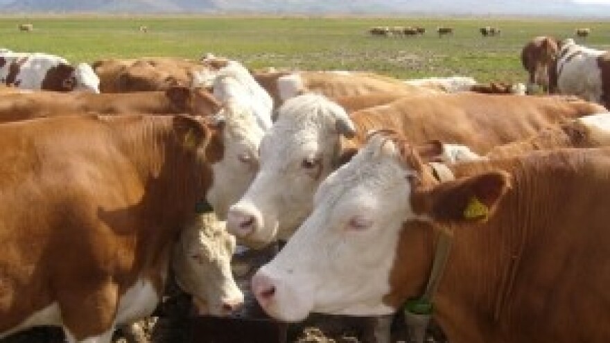 Prijevara No.2 - Uzgoj domaćeg simentalskog goveda nije isplativ