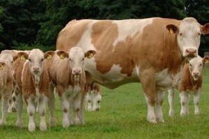Potpore će dobiti i proizvođači mlijeka s manje od pet grla stoke