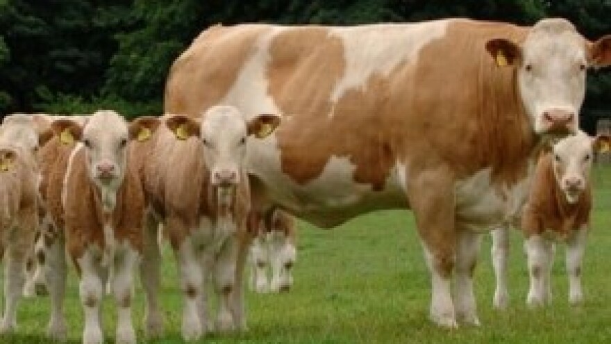 Potpore će dobiti i proizvođači mlijeka s manje od pet grla stoke