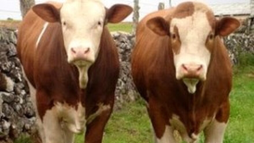 Propast hrvatskog stočarstva