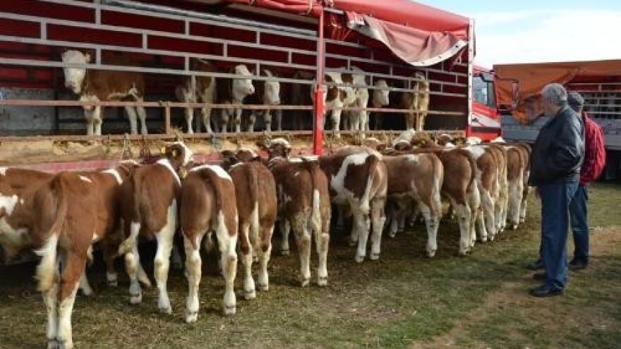 Veća potražnja za simentalskim bikovima!