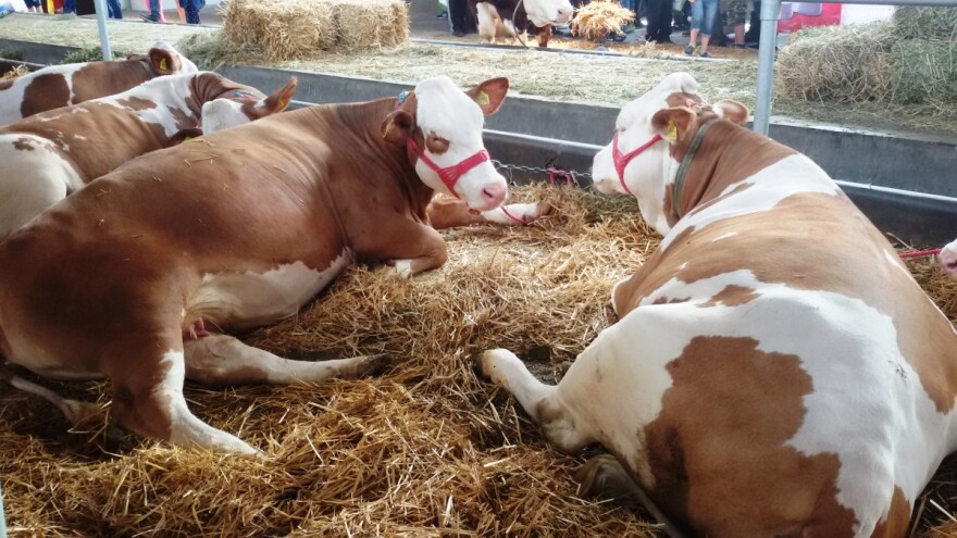 Porodičan uzgoj simentalaca najčešći u resavskom kraju