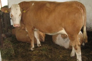 Godišnje od simentalki namuzemo 250.000 litara 100% prirodnog mlijeka