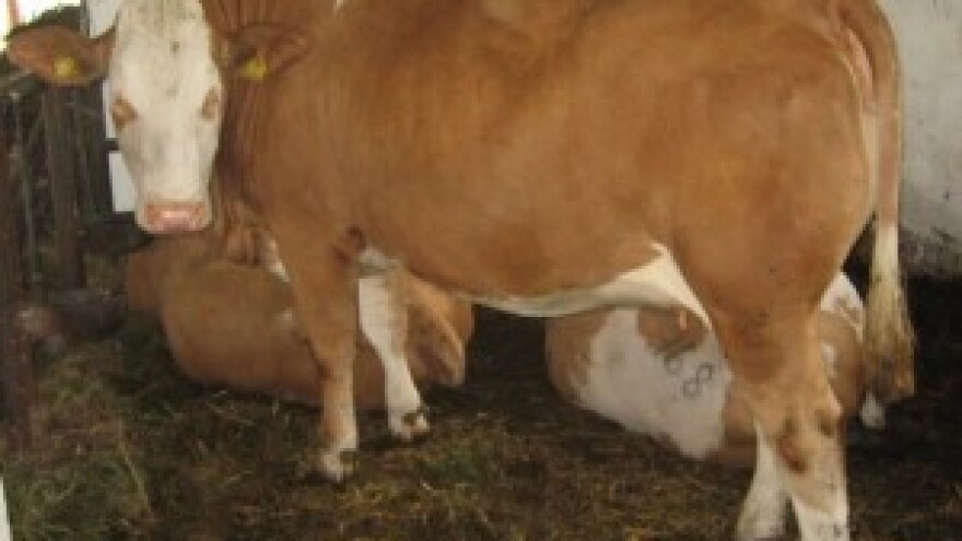 Godišnje od simentalki namuzemo 250.000 litara 100% prirodnog mlijeka