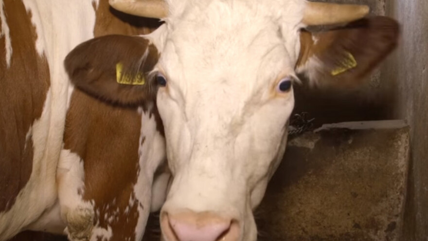 Vrtište: Simentalke najisplativije