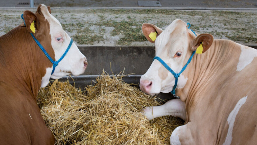 Od 1. januara bez prelevmana na mleko
