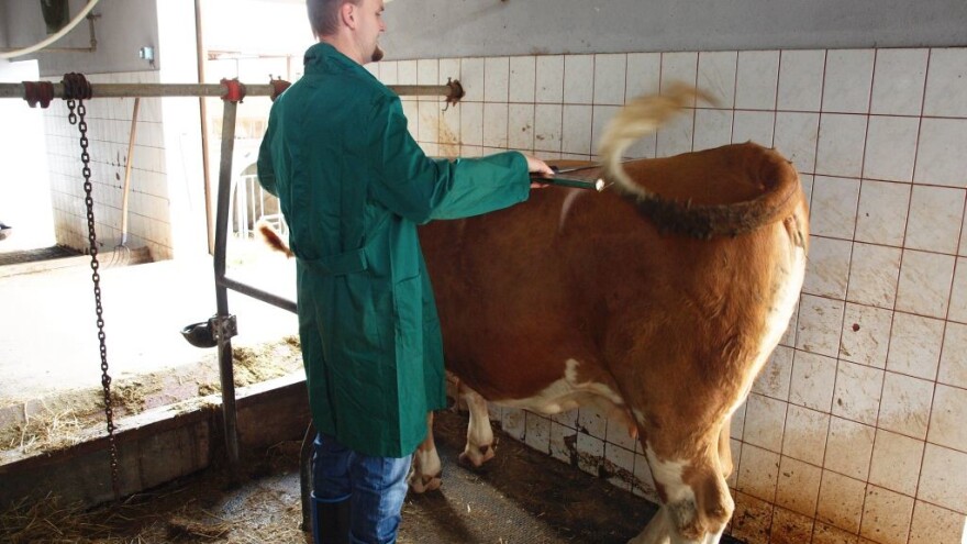 HPA objavila izvještaj o ocjeni vanjštine krava simentalske pasmine