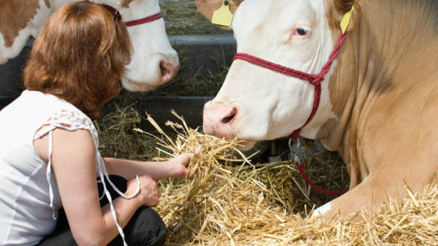 Živa stoka Ravliću, mlijeko Dukatu - uz IPARD!