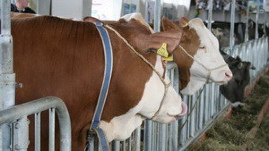 Enzootska leukoza - u iščekivanju slobodnog stada